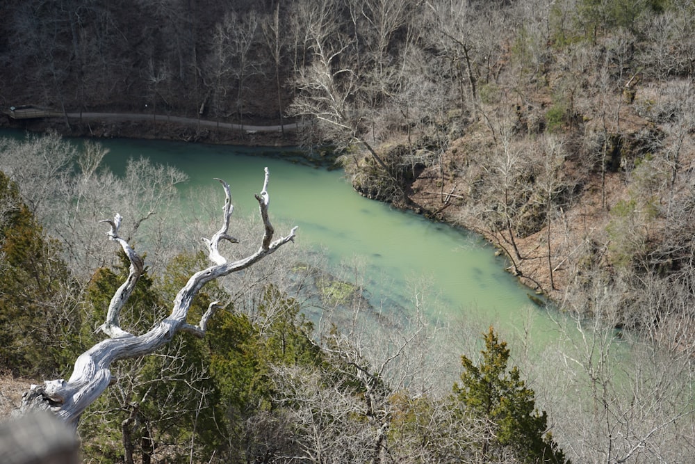 a river running through a forest filled with trees