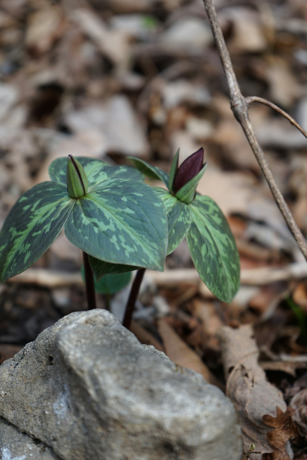 a small plant is growing out of a rock