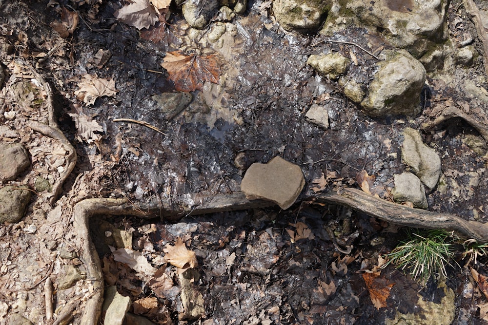 a piece of wood sitting on top of a rocky ground