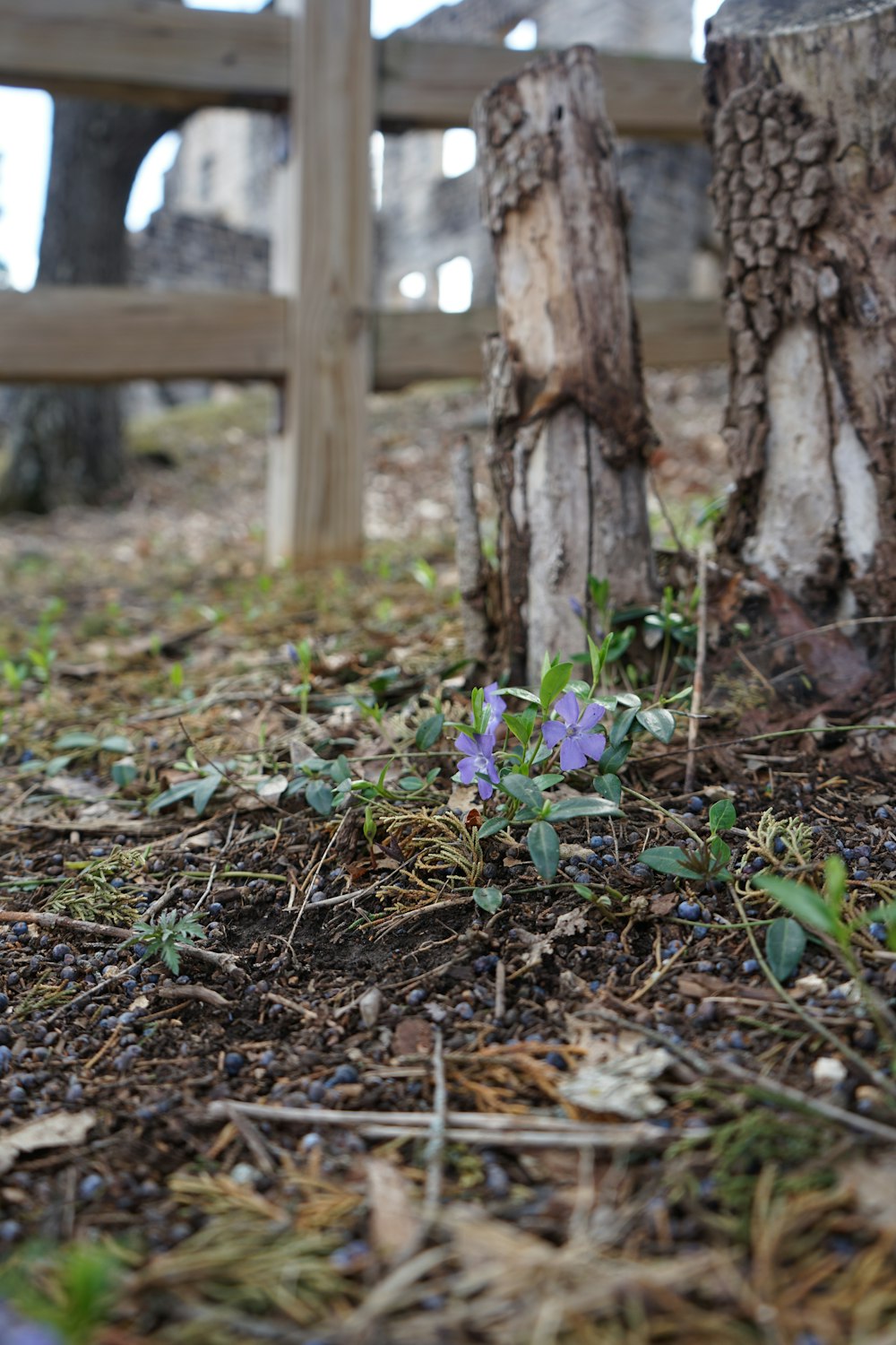 a small purple flower is growing in the dirt