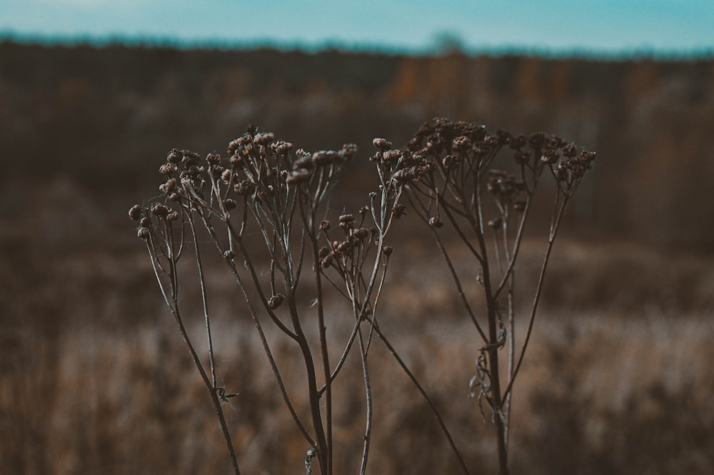 a close up of a plant in a field