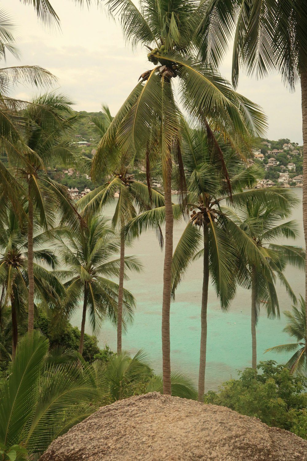 a couple of palm trees sitting on top of a lush green hillside