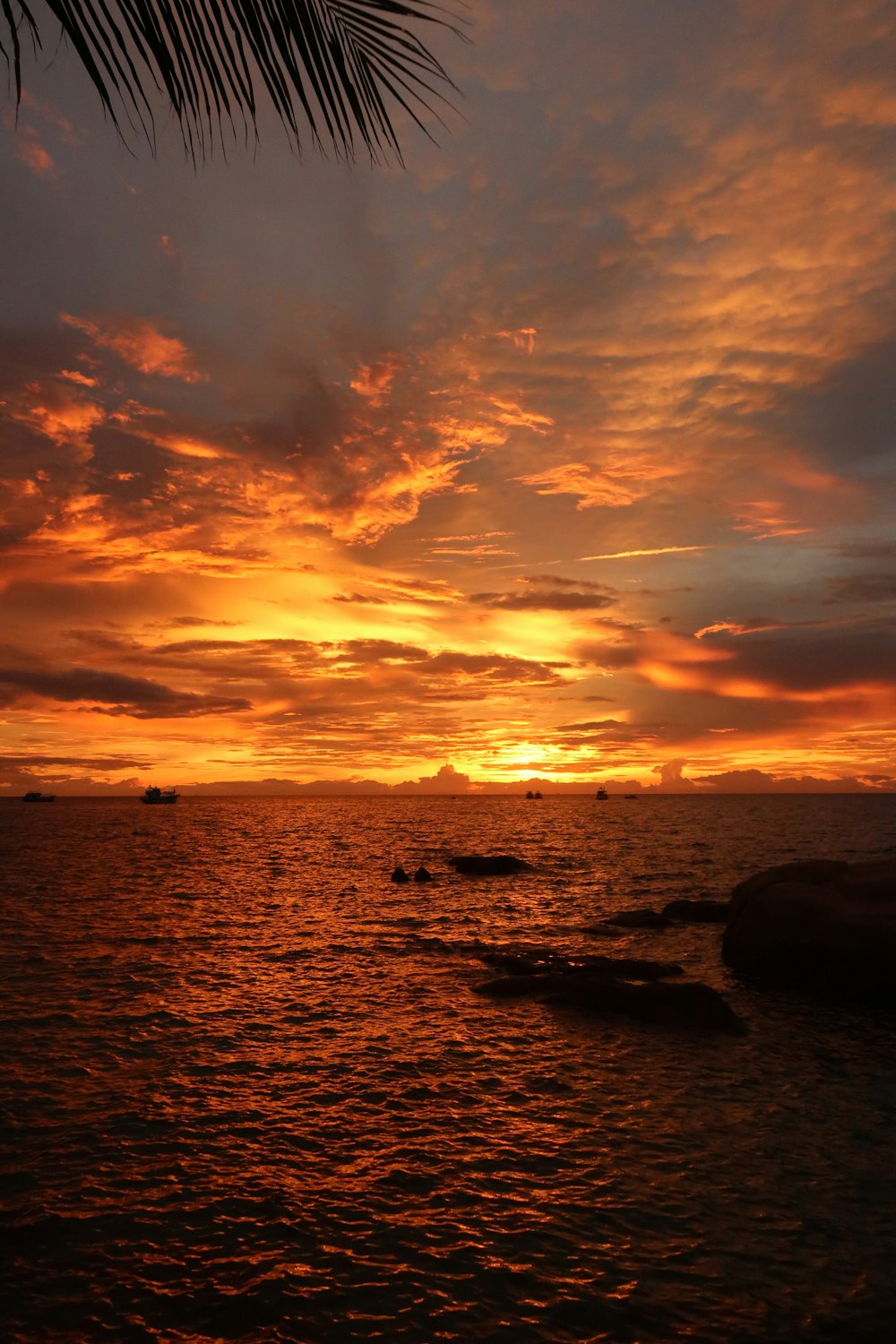 a sunset over a body of water with a palm tree in the foreground