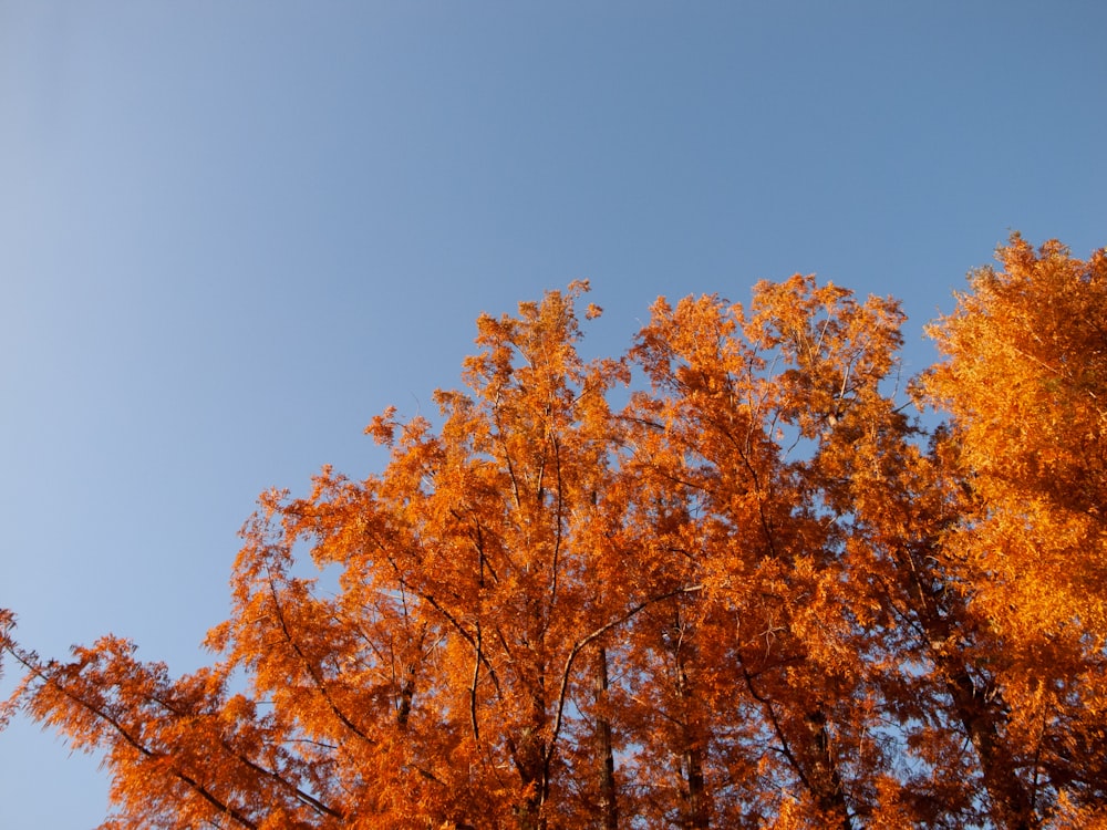 a clear blue sky with orange trees in the foreground