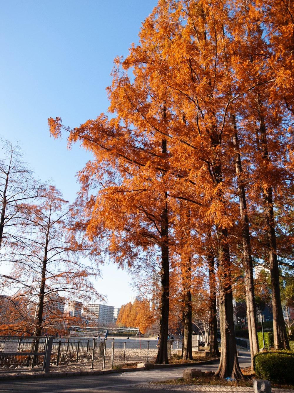 a park with lots of trees with orange leaves