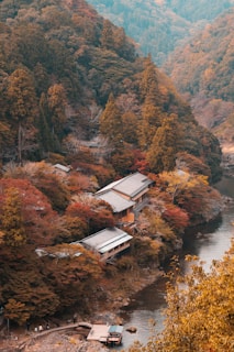 a river running through a lush green forest