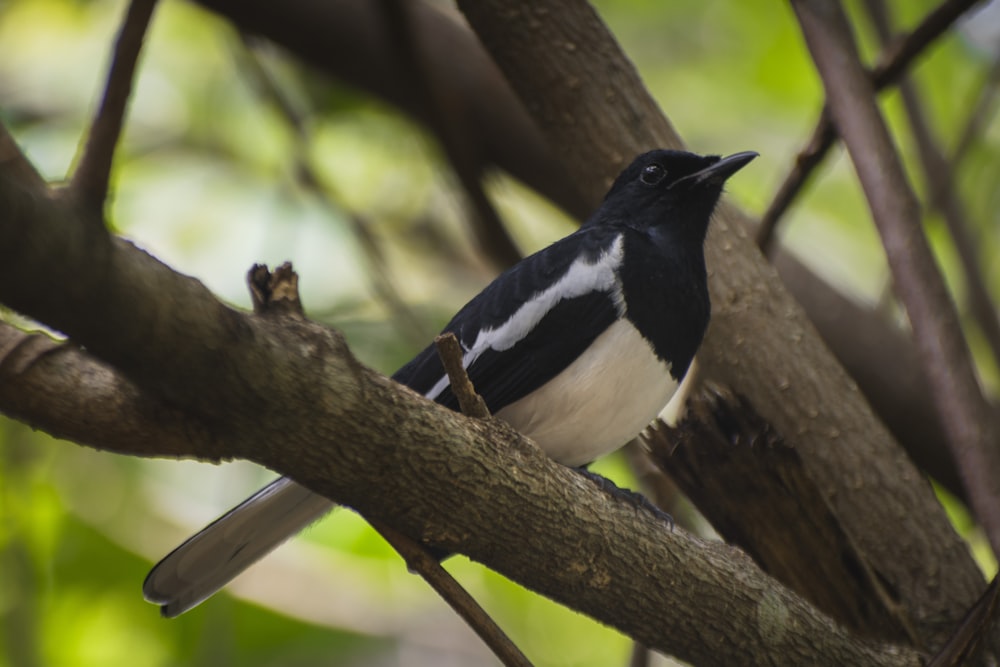 a black and white bird perched on a tree branch