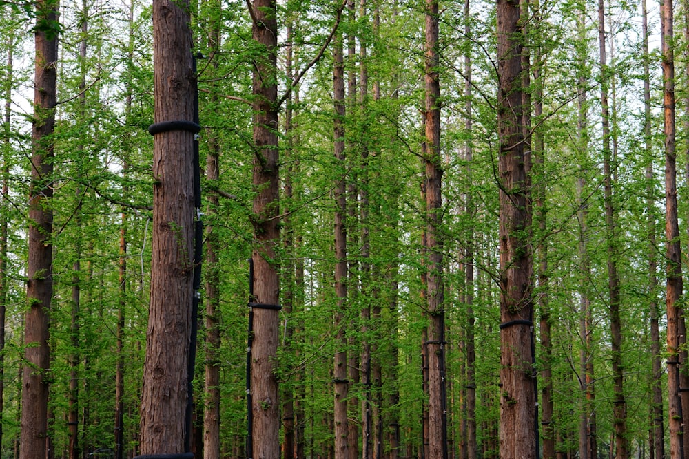 a forest filled with lots of tall green trees