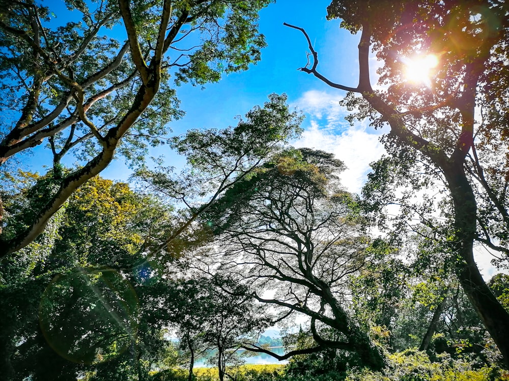 the sun shines through the trees in the forest