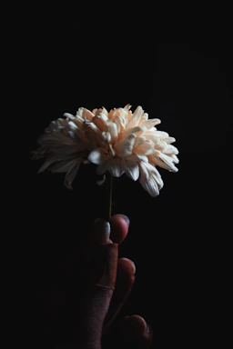 A delicate hand holding a lavender flower against a soft burgundy background.
