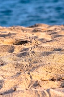 Close-up of a can filled with golden sand from a sunny tropical beach.