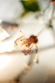 Close-up of a delicate flower blooming in soft morning light.