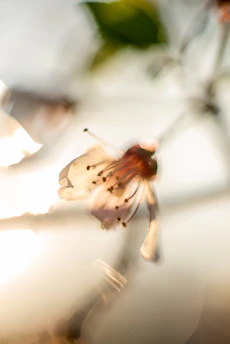 A close-up of a blooming flower bathed in soft morning light, symbolizing fresh perspectives.