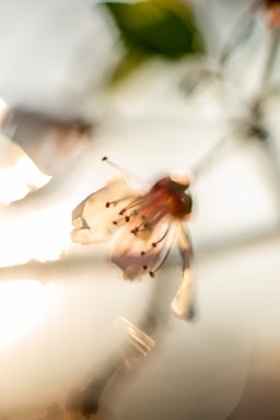 A gentle watercolor painting of a blooming flower with soft sunlight filtering through leaves.