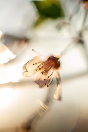 Close-up of a delicate flower blooming in soft morning light.