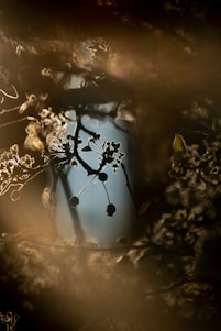 A serene, dreamlike image of soft golden light filtering through delicate, translucent layers symbolizing inner transformation.