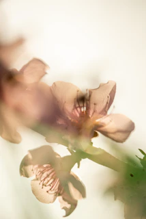 Soft-focus image of a model with delicate blush and natural makeup, highlighting feminine elegance.