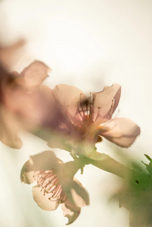 Soft-focus image of a model with delicate blush and natural makeup, highlighting feminine elegance.