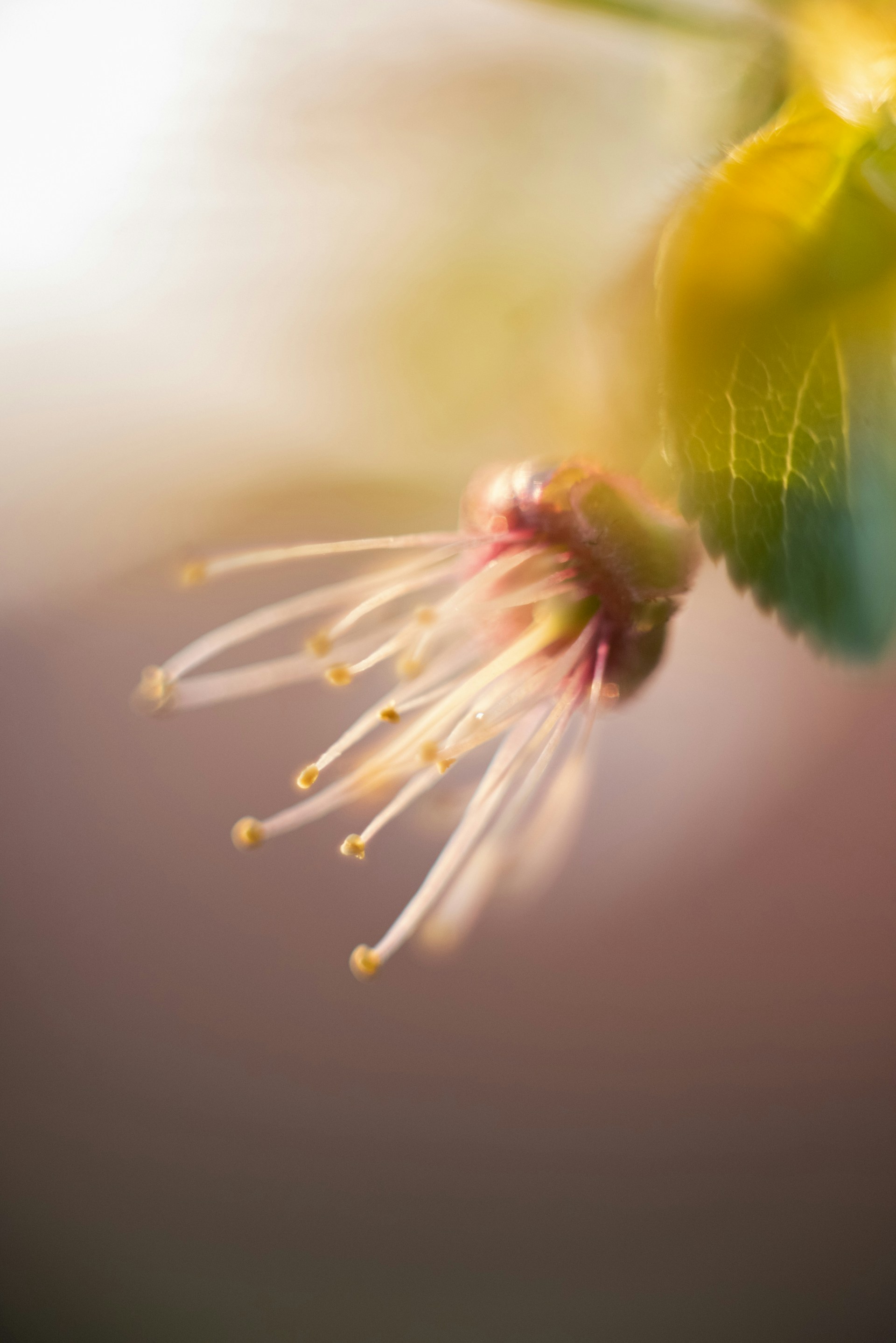 gray computer monitor