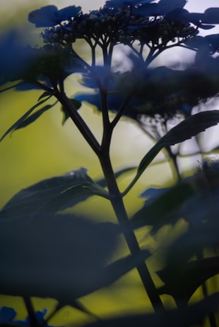 An artistic plant glowing softly with calming waves radiating outward, set against a clean, earthy background.