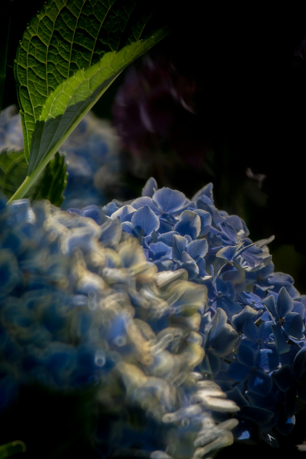 a close up of a bunch of blue flowers