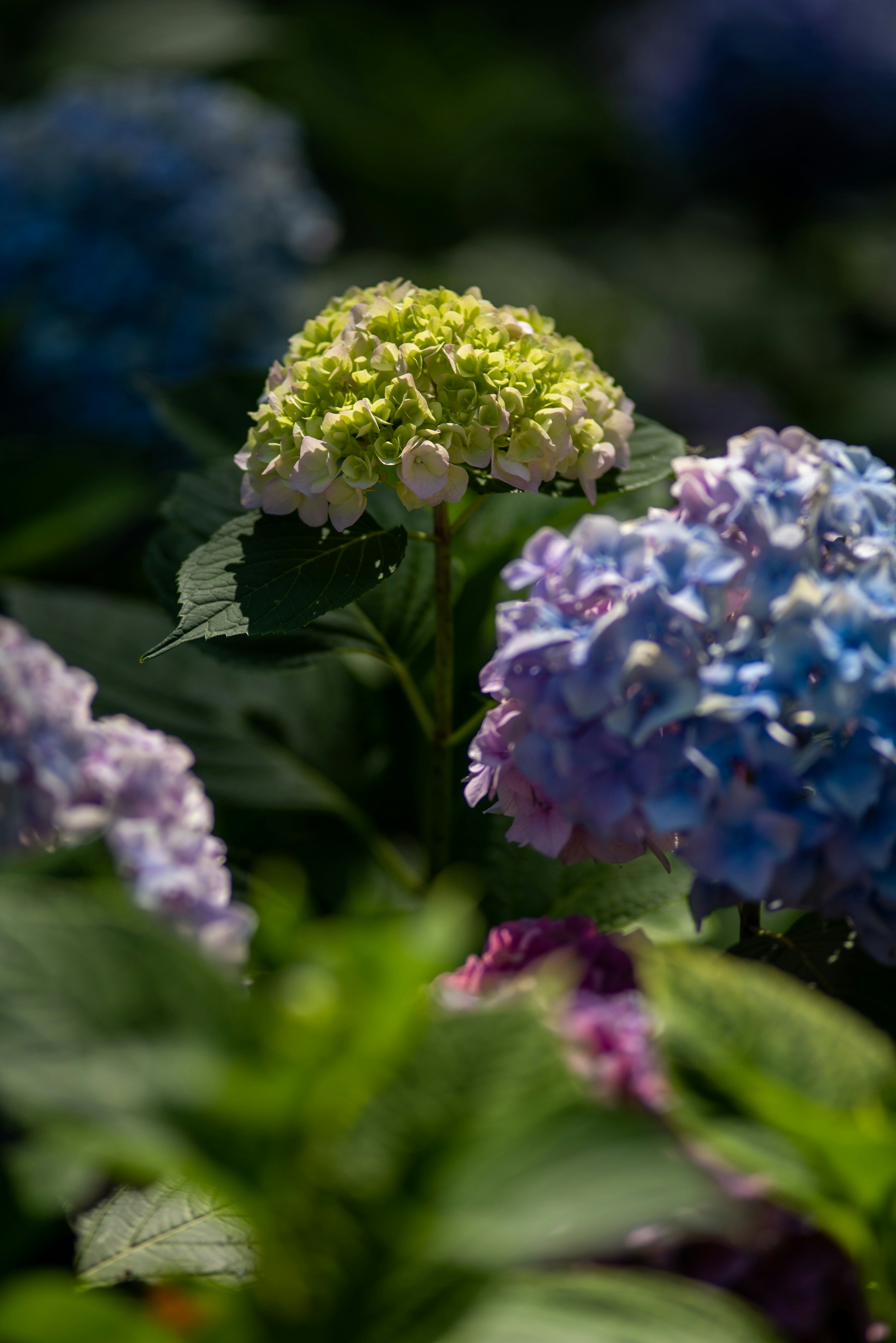 Photo by ptognoni