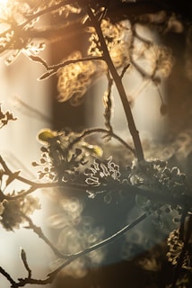 A softly glowing tree with delicate branches reaching upward, bathed in a warm, heavenly light.