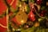 A festive Christmas tree adorned with various decorations, including a glittery gold ornament with the letter 'A', shimmering gold beads, and a handmade red crochet ornament with a pearl detail. The background is warm and bright, with blurred out red and gold elements enhancing the holiday ambiance.