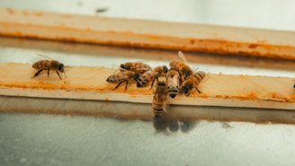 A group of bees is gathered on a wooden surface, busy and interacting closely with each other. The texture of the wood is visible, and the scene is captured with a soft focus on the bees.