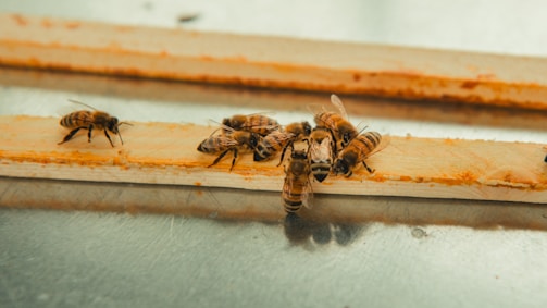 A group of bees is gathered on a wooden surface, busy and interacting closely with each other. The texture of the wood is visible, and the scene is captured with a soft focus on the bees.