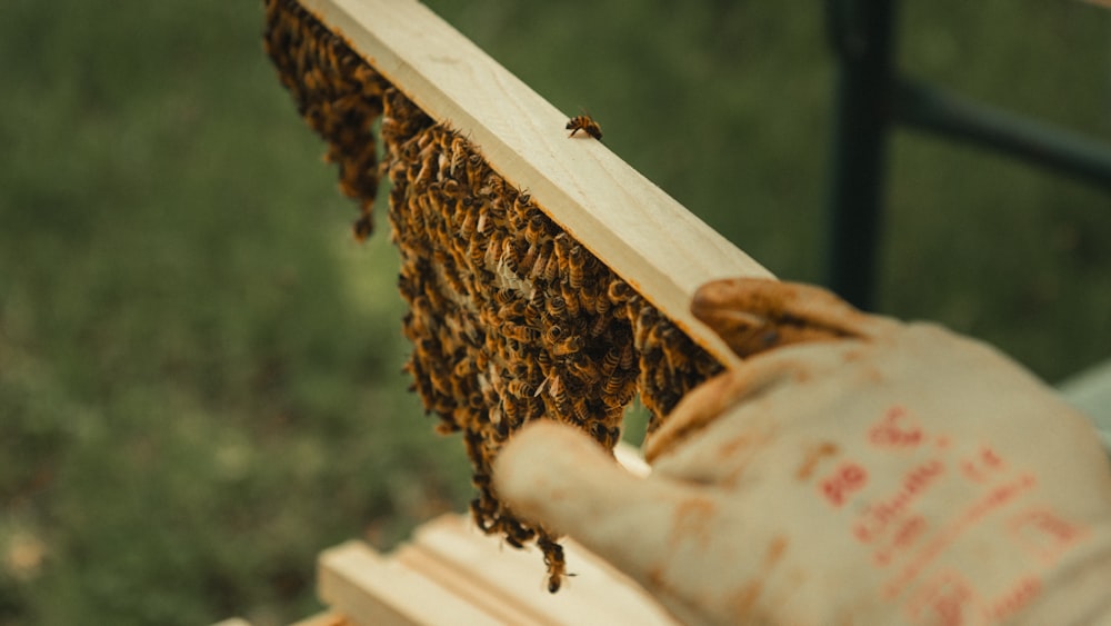 a bunch of bees that are in a beehive