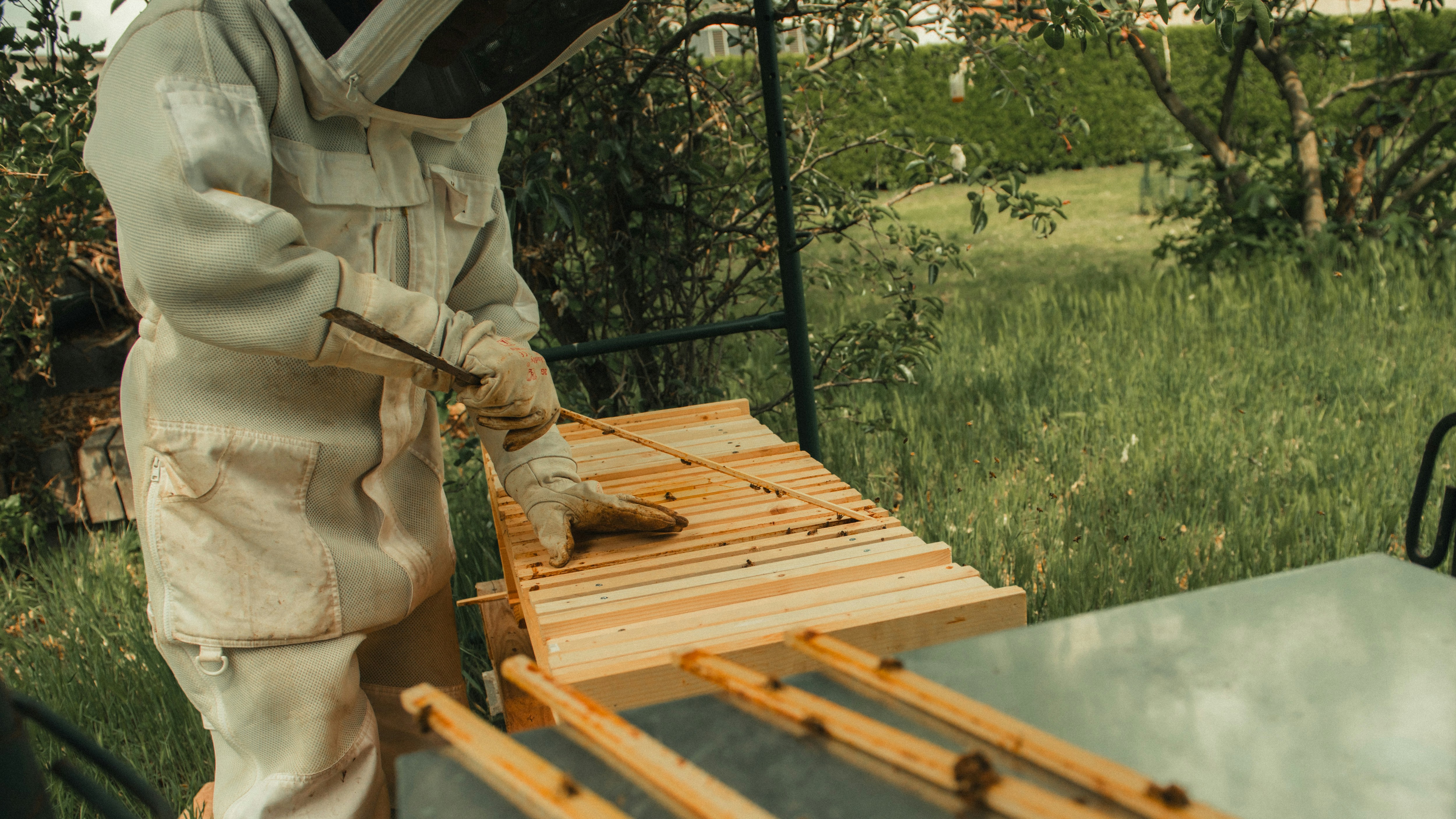Beekeeper working with hive