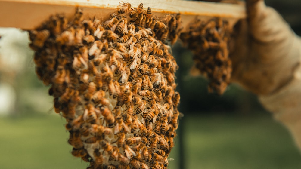 a swarm of bees hanging from a wooden frame