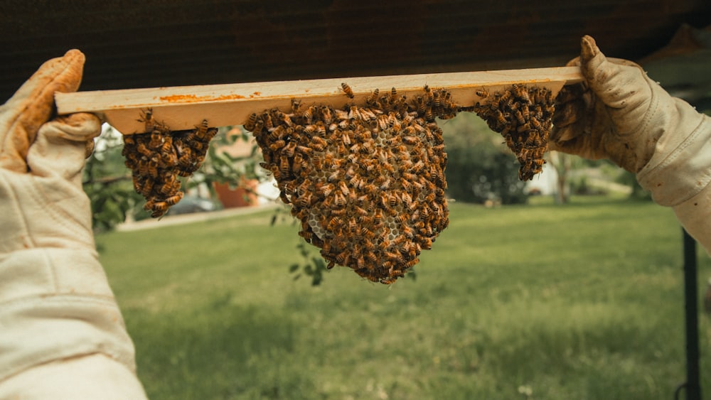 a beekeeper holding a frame full of bees