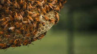 a bunch of bees that are on a piece of wood
