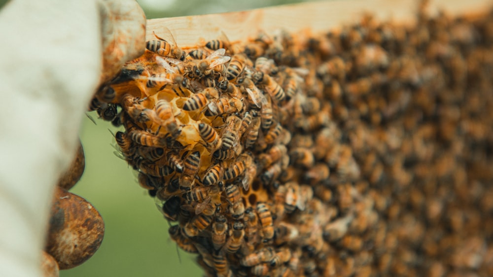 a bunch of bees that are on a piece of wood