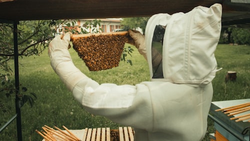 Working with bees