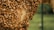 A dense cluster of honeybees covers a honeycomb, with many bees actively moving across the surface. The honeycomb is intricately patterned with hexagonal cells and has a rich amber color. The background appears to be a blurred green, suggesting an outdoor environment.