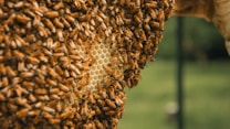 A dense cluster of honeybees covers a honeycomb, with many bees actively moving across the surface. The honeycomb is intricately patterned with hexagonal cells and has a rich amber color. The background appears to be a blurred green, suggesting an outdoor environment.