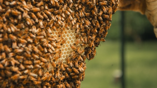A dense cluster of honeybees covers a honeycomb, with many bees actively moving across the surface. The honeycomb is intricately patterned with hexagonal cells and has a rich amber color. The background appears to be a blurred green, suggesting an outdoor environment.
