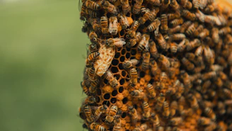 a close up of a bunch of bees on a tree