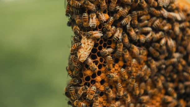 a close up of a bunch of bees on a tree
