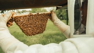 A beekeeper is holding up a hive frame full of bees in a green outdoor setting. The individual is dressed in protective gear, including gloves and a beekeeper’s suit. The background shows grass and some trees, suggesting a natural environment.