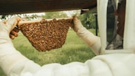 A beekeeper is holding up a hive frame full of bees in a green outdoor setting. The individual is dressed in protective gear, including gloves and a beekeeper’s suit. The background shows grass and some trees, suggesting a natural environment.