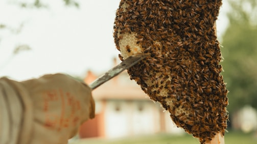 Volta region beekeepers harvesting honey with traditional tools