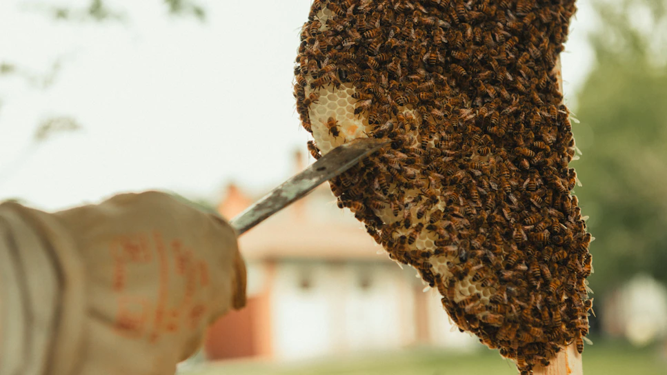 Technician carefully removing a bee hive from a complex building facade with professional tools.