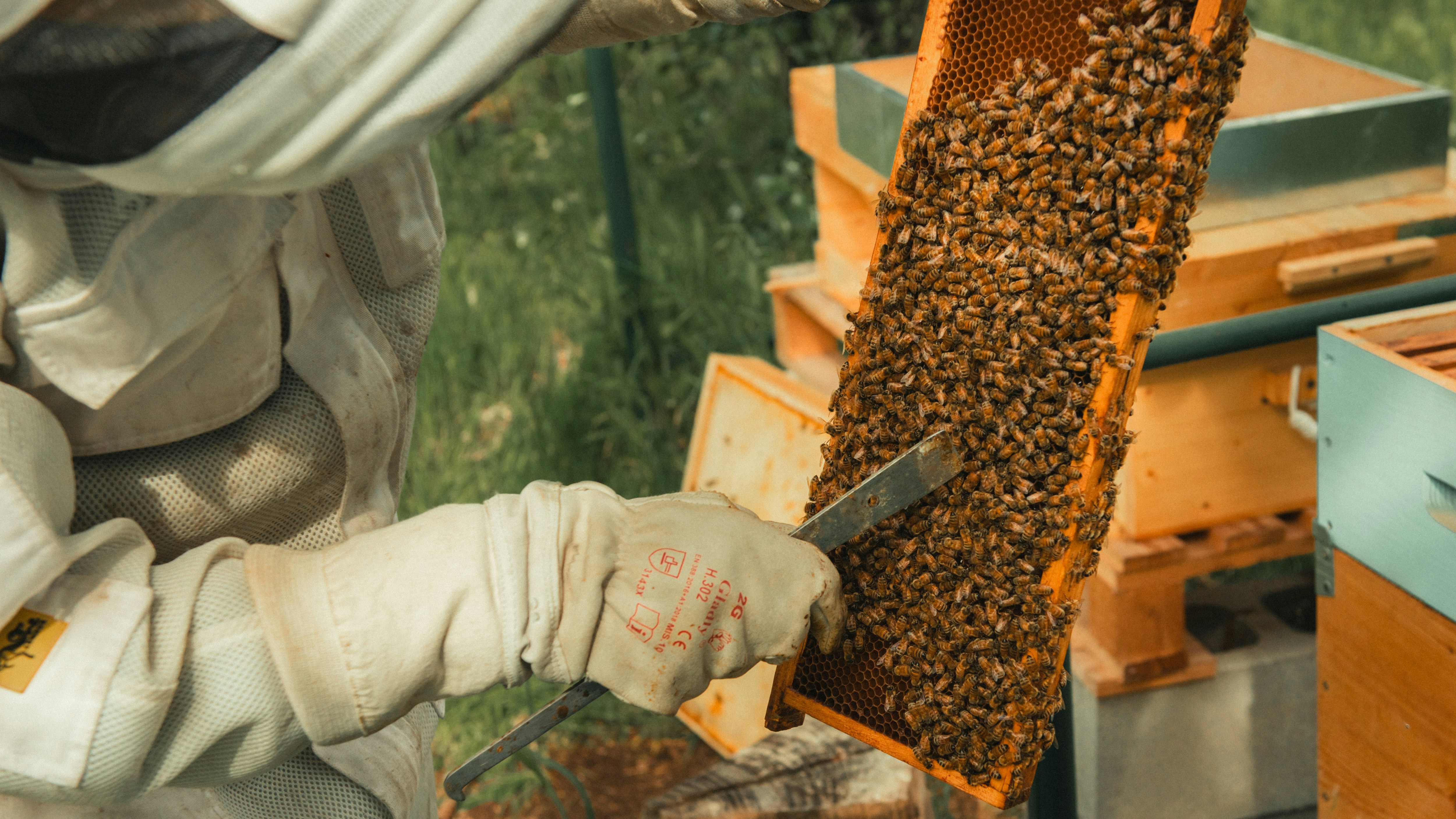 a beekeeper in a beehive holding a frame full of bees
