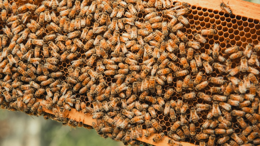 a bunch of bees that are in a beehive