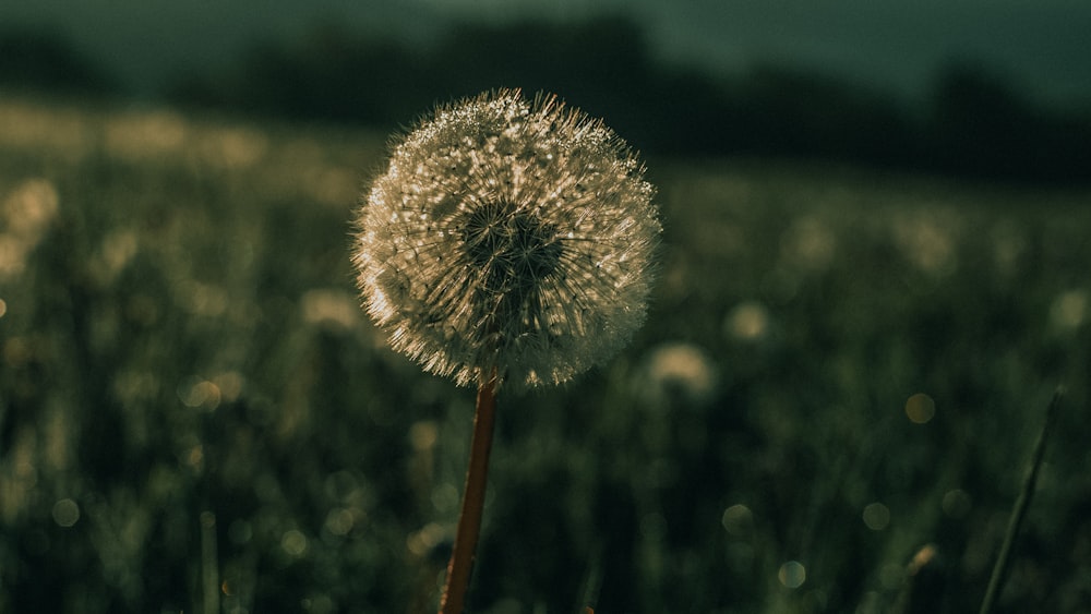 a dandelion in the middle of a field