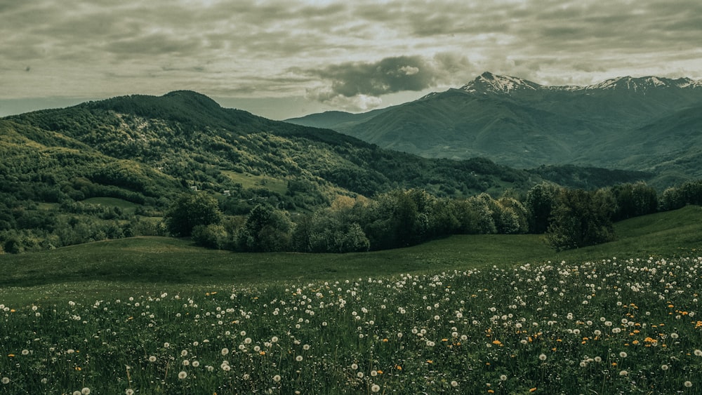 a grassy field with flowers and mountains in the background